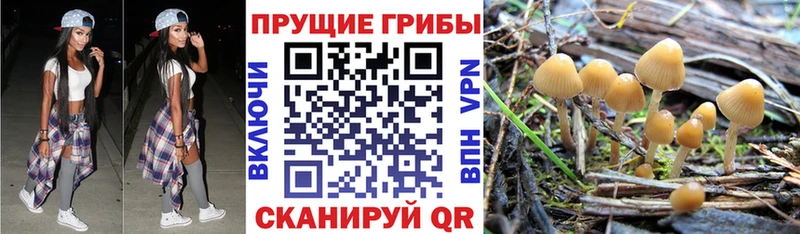 Галлюциногенные грибы Psilocybe Микунь
